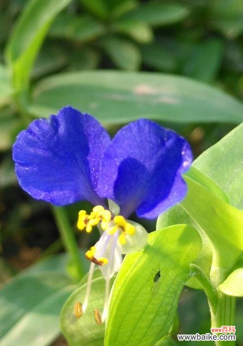 美丽绽放的花朵 蝴蝶花