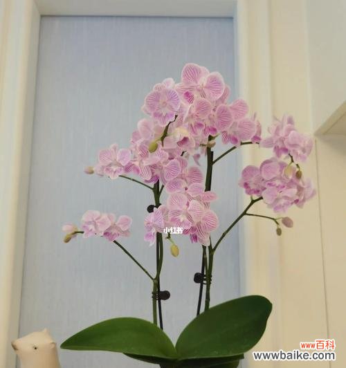 探寻蝴蝶兰花语的深意 蝴蝶兰的美丽寓意