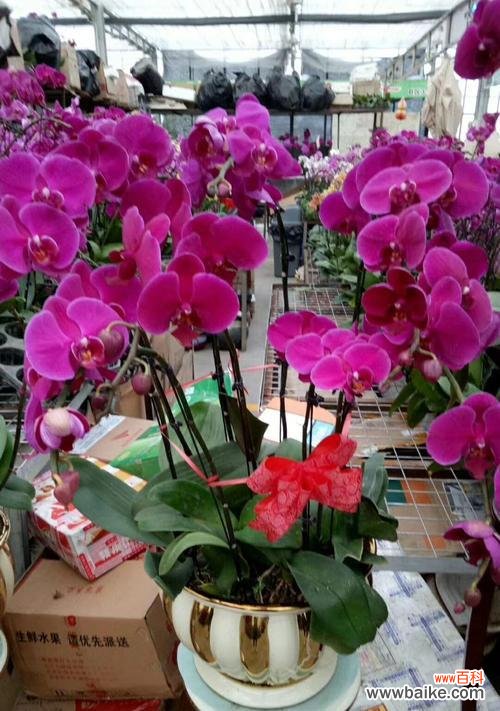 探秘蝴蝶兰的神秘花语 蝴蝶兰的花语与意义