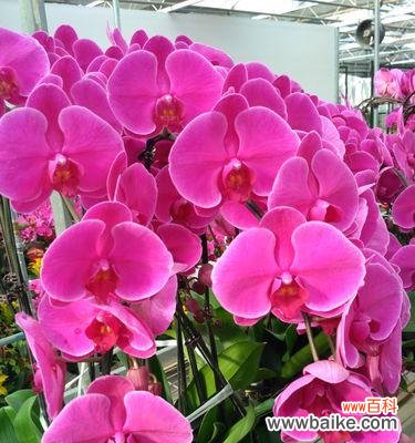 探秘蝴蝶兰的神秘花语 蝴蝶兰的花语与意义