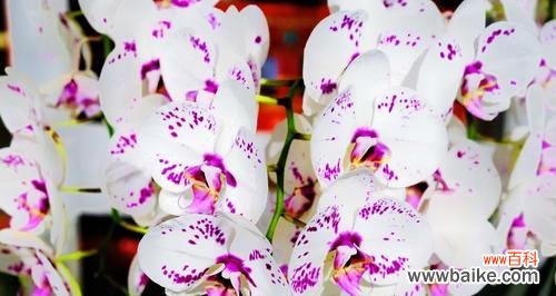 探秘蝴蝶兰的神秘花语 蝴蝶兰的花语与意义