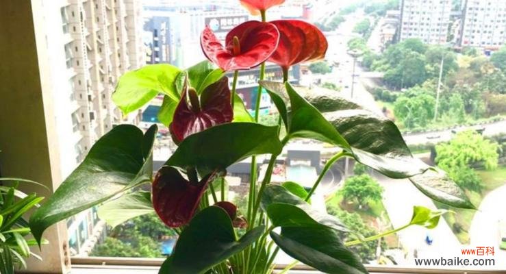 用红掌花诠释爱情的坚定与美丽 红掌花花语