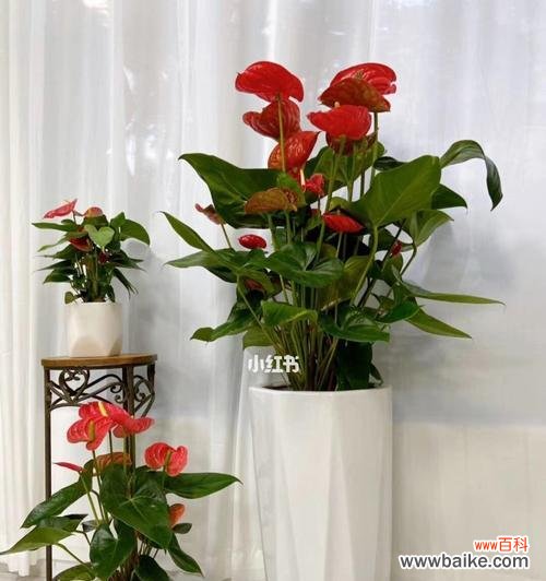 用红掌花诠释爱情的坚定与美丽 红掌花花语