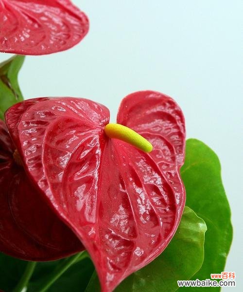 用红掌花诠释爱情的坚定与美丽 红掌花花语