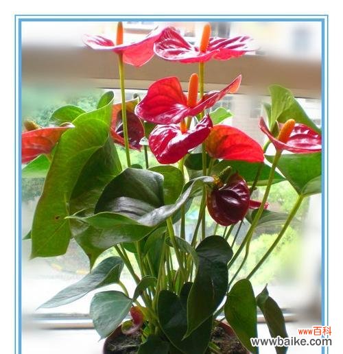 探索红掌寓意的文化象征与美学追求 红掌寓意的深刻含义