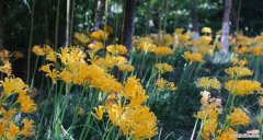 用微笑和欢笑 忽地笑花语，让心灵绽放的密码