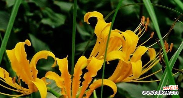 用微笑和欢笑 忽地笑花语，让心灵绽放的密码