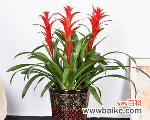 一场绚烂的花开 鸿运当头花-不辜负良机的美丽寓意