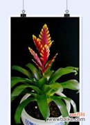 一场绚烂的花开 鸿运当头花-不辜负良机的美丽寓意