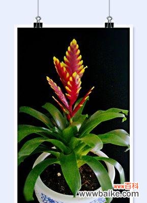 一场绚烂的花开 鸿运当头花-不辜负良机的美丽寓意