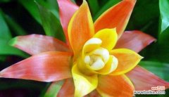 解读吉祥花鸿运当头花的花语寓意 鸿运当头花的花语