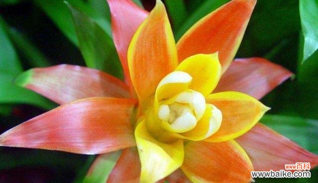 解读吉祥花鸿运当头花的花语寓意 鸿运当头花的花语