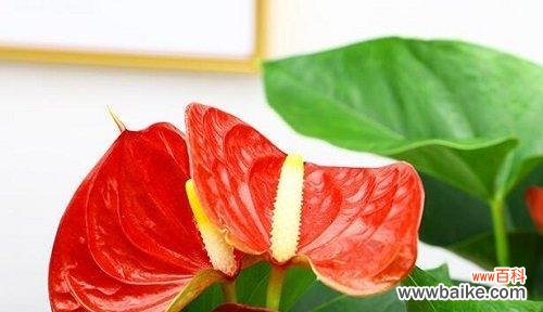 探寻红掌花的生长之道 水培红掌花语——与生活共舞的美丽秘密