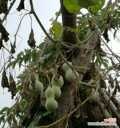 揭示葫芦的独特寓意和象征 葫芦的寓意与象征意义