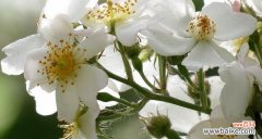 探索大自然中的生命力与坚韧不拔 胡杨树的花语与寓意