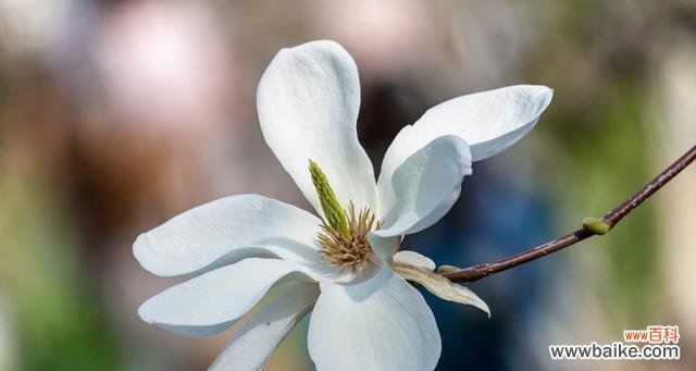 探索大自然中的生命力与坚韧不拔 胡杨树的花语与寓意
