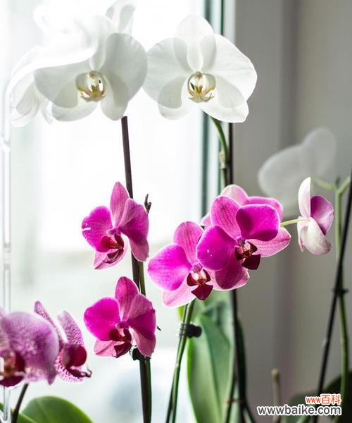 展现生命与美的蝴蝶兰及其意义分析 蝴蝶兰的寓意与象征意义