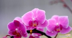 展现生命与美的蝴蝶兰及其意义分析 蝴蝶兰的寓意与象征意义