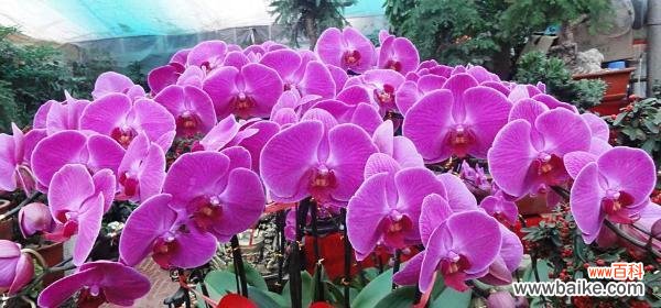 展现生命与美的蝴蝶兰及其意义分析 蝴蝶兰的寓意与象征意义