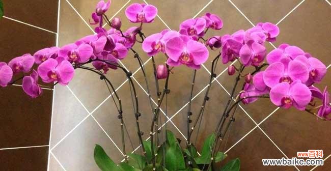 花开如梦 蝴蝶兰——美丽与希望的象征