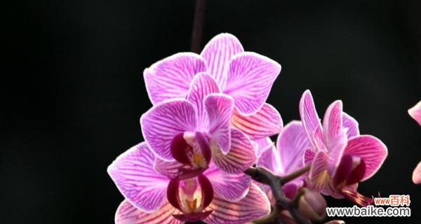 花开如梦 蝴蝶兰——美丽与希望的象征