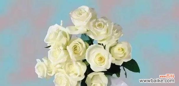 探寻绿玫瑰的花语之美 绿玫瑰花语的寓意与表达