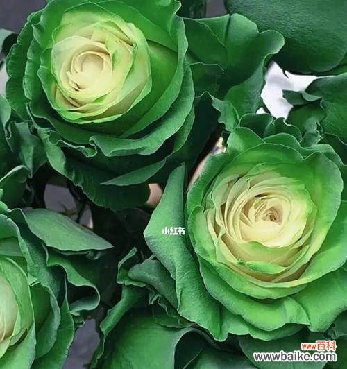 探索绿玫瑰的花语和象征意义 绿玫瑰花语——生命的希望与新生