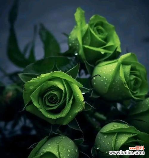 探索绿玫瑰背后的寓意与情感 绿玫瑰的花语及其意义