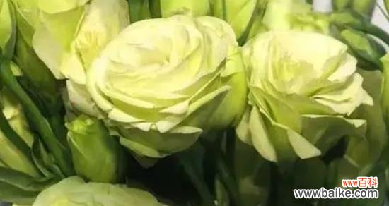 揭示绿色洋桔梗花朵的神秘秘密 绿色洋桔梗的花语与寓意