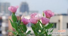 绿色洋桔梗花语解读与传达的艺术 绿色洋桔梗的花语及其意义