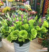 揭示绿色洋桔梗所代表的积极寓意与象征意义 绿色洋桔梗的花语与意义