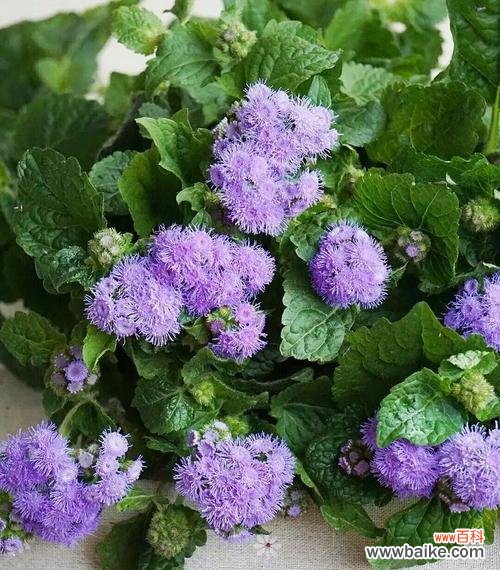 揭秘绿菟葵的花语及其象征意义 绿菟葵的花语