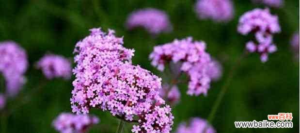 揭秘柳叶马鞭草的神秘语言 柳叶马鞭草花语的含义与象征