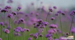 揭秘柳叶马鞭草的神秘语言 柳叶马鞭草花语的含义与象征