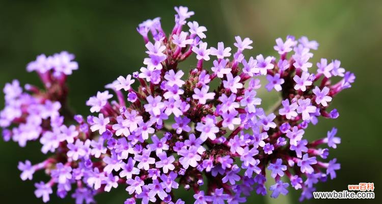 揭秘柳叶马鞭草的神秘语言 柳叶马鞭草花语的含义与象征