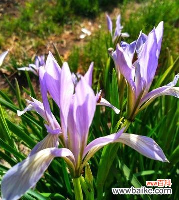 探寻马兰花的象征意义与美学价值 以马兰花