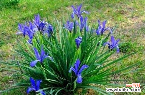 探寻马兰花的象征意义与美学价值 以马兰花