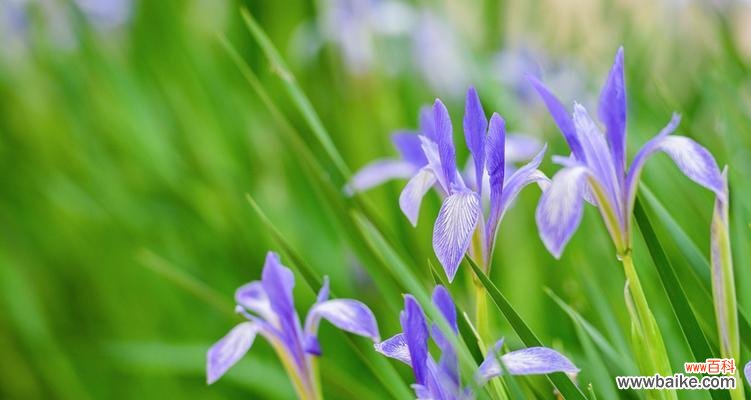 传递爱与美的马兰花——揭开花语的神秘面纱 以马兰花花语之美——探秘花海中的深意