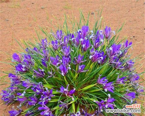 传递爱与美的马兰花——揭开花语的神秘面纱 以马兰花花语之美——探秘花海中的深意