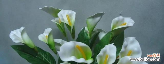 探究白色马蹄莲的花语与意义 白色马蹄莲