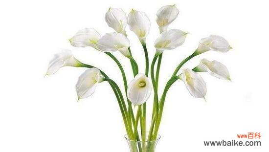 探究白色马蹄莲的花语与意义 白色马蹄莲