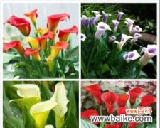 探寻马蹄莲的象征意义和文化价值 以马蹄莲代表什么意思