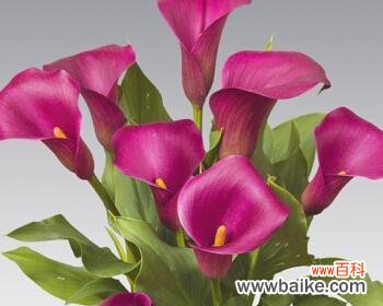 探寻马蹄莲的象征意义和文化价值 以马蹄莲代表什么意思