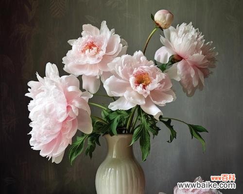 节日里送什么花来表达赞美之情?