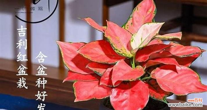 哪些花象征着暴富和幸福？它们的寓意是什么？