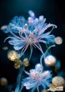 蓝色彼岸花束的寓意是什么？