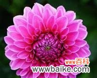 走运吉祥的花头像有哪些?花的头像象征什么?