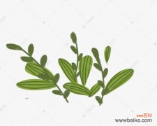 八节齐花四进果有何深层含义？