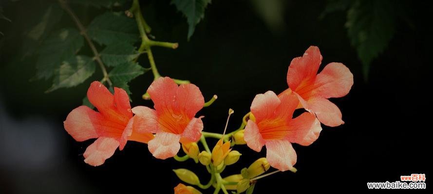 八节齐花四进果有何深层含义?