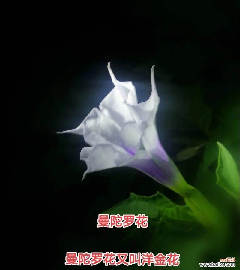 八节齐花四进果有何深层含义?